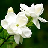 Graines de jasmin d'Arabie, 100pcs Jasmine Graines Fragrant Landscaping Décor blanc Bloom aromatiques pour Ideal Fleur Seedlings extérieur Jardinage cadeau