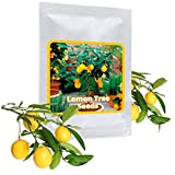 Graines de Mini citronnier - 10 pcs/sac - cultivable comme bonsaï ou arbre
