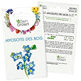 Graines de Myosotis des bois : Kit graine de fleurs vivaces pour environ 100 Myosotis - Plante jardin à semer ...
