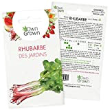 Graines de rhubarbe, variété Rhubarbe des Jardins: Kit de semences de plant de rhubarbe pour environ 5 pieds à planter. ...