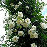 Graines De Roses Grimpantes, Graines De Fleurs 100 Pièces/Sac Cultures De Couleurs Vives à Croissance Rapide Graines De Plantes De ...