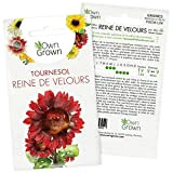 Graines de tournesol variété Reine de Velours/Velvet Queen (Helianthus annuus) pour la culture d'environ 20 plantes de tournesol, Graine tournesol ...