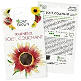 Graines de tournesol variété Soleil Couchant/Evening Sun (Helianthus annuus) pour la culture d'environ 30 plantes sauvages dans votre jardin, Graine ...