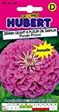 Graines de Zinnia Géant à Fleur de Dahlia Purple Prince - 1 gramme