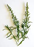 Graines Estragon de Russie - sachet d’environ 2000 graines - Artemisia/redowski-dracunculoïdes/Asteraceae - Graines de style