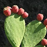 Graines Indian Fig oponce (Opuntia ficus-indica) 20 + Graines