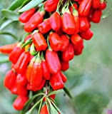 Graines Lycium Chinense Super Grade New Harvest New Goji Berry goji Seeds Ning Xia CHINOIS boxthorn 40 pcs g36