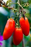 Graines Tomate cornue des Andes - sachet de 30 graines - Solanum/lycopersicum/Solanaceae - Graines de style