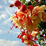 . Grande Vente Pourpre pétales de Double Fuchsia Flower Garden Potted Plantes en Pot Fleurs Hanging Fuchsia 100 Flores/Pack, 1FOY4K: ...