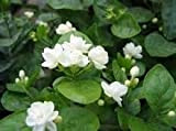 Gratuit Seeds Expédition Jasmin Blanc, plante odorante Arabian Jasmine Flower Seed 20 particules / sac