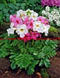 Green Seeds Co. fleurs fleurs de jardin 25pcs / pack INCARVILLEA HARDY GLOXINIA/CREAM & amp; ROSY PURPLE MIX bonsaïS DE ...