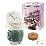 GROW2GO Bonsai Kit avec eBook GRATUIT - Bonzai Set avec mini-serre, graines et terre - idée cadeau durable pour les ...