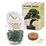GROW2GO Bonsai Kit avec eBook GRATUIT - Bonzai Set avec mini-serre, graines et terre - idée cadeau durable pour les ...