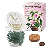 GROW2GO Mimosa Pudica starter kit - mini-serre, graines de mimosa & set de plantation en terre - idée de cadeau ...