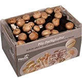 Hawlik Pilzbrut Grande boîte de culture de champignons, cèpes, XXL, 10 kg, facile à cultiver soi-même, sans connaissances préalables, cadeau