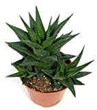Haworthia linifolia Plante d'intérieur en pot de 8,5 cm Hauteur env. 10 cm