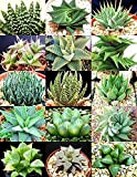 Haworthia MIX plantes rares de sotnes vivants cactus fleur exotique 10 graines de plantes succulentes