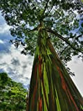 Heirloom 5 Graines arbre arc-en-(Eucalyptus deglupta)