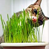 Herbe de chat herbe d'herbe de blé graines 200+ grand cadeau de jardinage facile à cultiver l'herbe d'avoine pour la ...