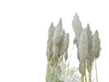 Herbe Silver Plume Pampas 100 graines - Cortaderia
