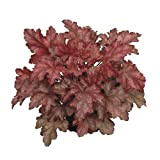 Heuchera – Cloche violette « Chateau Rouge » – Résistant à l'hiver, dans un pot de 12 cm, de qualité ...
