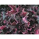 Heuchera - Clochette violette « Purple Petticoats » - Résistant à l'hiver dans un pot de 12 cm - Qualité ...