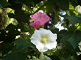 Hibiscus Coton Rose Arbuste RARE SIMPLES 25 graines