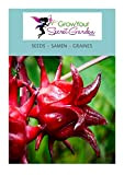Hibiscus sabdariffa – Roselle, Oseille Guinée 10 Graines, vivace