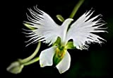 Higarden rares Graines de fleurs japonaise Radiata jardin pour la plantation des graines d'orchidées colombe blanche, 50 graines/monde sac