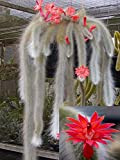 Hildewintera Colademononis * Singe Superbe queue de cactus * Fleurs rouges * 10 graines