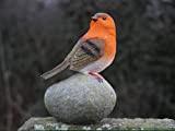 HomeZone® Ensemble d'oiseaux en résine en forme de rouge-gorge perché sur des pierres, décoration de jardin, décoration de Noël, utilisation ...