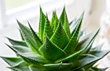HONIC Rare Aloe Vera Plantas 10 Pcs Aloe Vera Plante à Base de Plantes Succulent Flores Bonsai Plantes d'intérieur pour ...