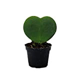 Hoya kerii - plante de coeur, plante de coeur ou petite chérie - en pot de 6cm