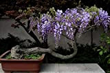 hua xian zi 30 Pack - Bonsai Tree Chinese Wisteria Tree Seeds, Bonsaï à fleurs très prisé, Wisteria sinensis