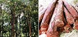Huifang 15pcs graines d'arbre de bois de santal rouge
