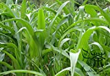 Hybrides dérivés Sorgho sudanense Graines 400pcs, Famille Poaceae Sorghum Drummondii Semences fourragères, les plantes hybrides Gao Dan herbe Graines