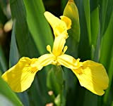 Iris Missouriensis Seeds 5+ graines de fleurs jaunes biologiques faciles à cultiver pour la plantation de jardin et de jardin