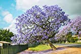 Jacaranda mimosifolia - Flamboyant bleu 10 Graines