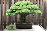 Japonais pin blanc, Pinus Parviflora, 10 graines