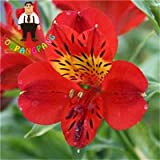 Kalash New 100 pcs graines Lily Alstroemeria pour jardinage rouge