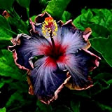 Kalash New 100PCS Hibiscus Graines de fleurs pour jardinage mélange noir