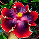 Kalash New 100PCS Hibiscus Graines de fleurs pour jardinage mélangés 3