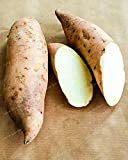 Kalash New 20pcs de patates douces Légumes SEEDS pour jardinage blanc