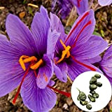 Katolang Crocus sativus Graines Couleur lumineuse attrayante charmante merveilleux graines de crocus sativus de crocus inhabituel pour yard