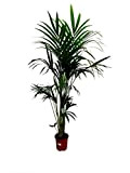 Kentia Fostérienne naturelle M21 palmier de 150 cm parfait pour l'intérieur de la maison.