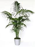 Kentia - Kentia Palm - 10 Grosses graines