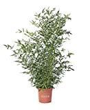 KENTIS - Bambusa Phyllostachys Bissetii - Bambou Plante Verte d’éxterieur - H 145-170 cm Pot de Ø 24 cm