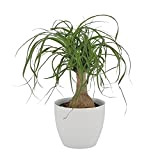 KENTIS - Beaucarnea Nolina Recurvata - Vraies Plantes d'Intérieur - Plante Fumigène - H 30-40 cm Pot de Ø 14 ...