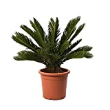 KENTIS - Cycas Revoluta - Palmier nain - Plantes d'Extérieur et d'Intérieur - H 60-80 cm Pot de Ø 22 ...