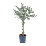 KENTIS - Eucalyptus Gunnii - Eucalyptus - Vraies Plantes d'Extérieur Résistantes - Plante de Jardin Anti-moustique - H 70-80 Pot ...